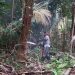 Comunidad del Litoral del San Juan, Chocó, tala para subsistir
