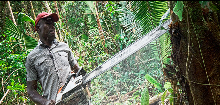 Con salvoconducto para traficar: el negocio maderero que devora las selvas del Chocó