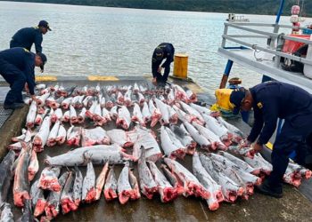 Bahía Solano: incautan cerca de una tonelada de tiburón
