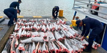 Bahía Solano: incautan cerca de una tonelada de tiburón
