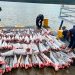 Bahía Solano: incautan cerca de una tonelada de tiburón