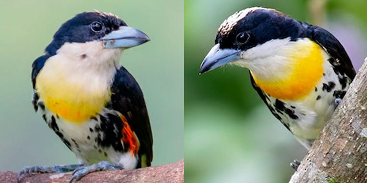 El torito del Chocó (Capito maculicoronatus)