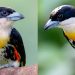 El torito del Chocó (Capito maculicoronatus)