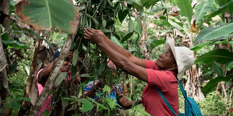 Bahía Solano, donde más crece la vainilla