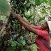Bahía Solano, donde más crece la vainilla