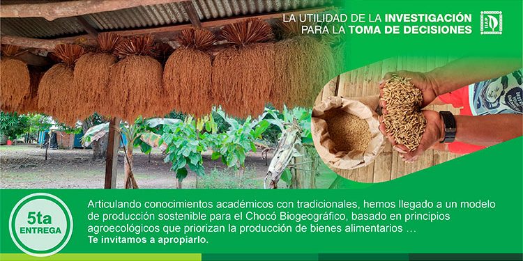 Un modelo de producción sostenible con enfoque de derechos bioculturales para el Chocó Biogeográfico propone el IIAP