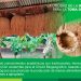 Un modelo de producción sostenible con enfoque de derechos bioculturales para el Chocó Biogeográfico propone el IIAP
