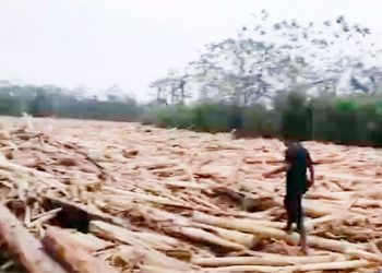 Gigantesca palizada obstruye el río Murindó