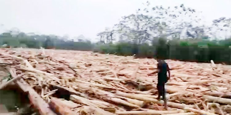 Gigantesca palizada obstruye el río Murindó