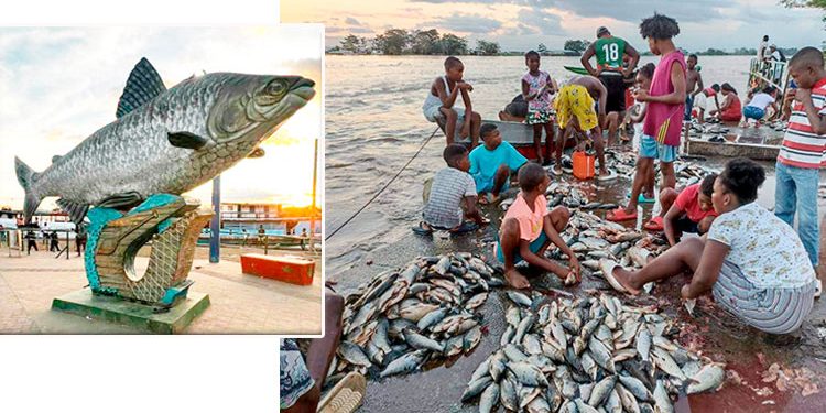 Bocachico en Riosucio, Chocó.