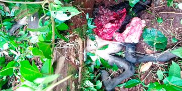 Felino genera temor en Gingabará, zona rural de Tadó