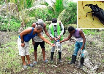 Nuquí: productores de coco instalan trampas contra el picudo negro