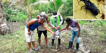 Nuquí: productores de coco instalan trampas contra el picudo negro