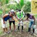 Nuquí: productores de coco instalan trampas contra el picudo negro