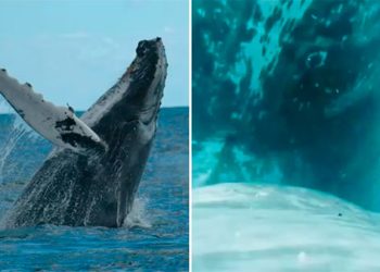 Bahía Solano: graban por primera vez a una ballena amamantando a su