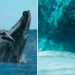 Bahía Solano: graban por primera vez a una ballena amamantando a su