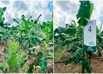 ICA supervisó cien predios exportadores de plátano en el Chocó