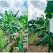 ICA supervisó cien predios exportadores de plátano en el Chocó