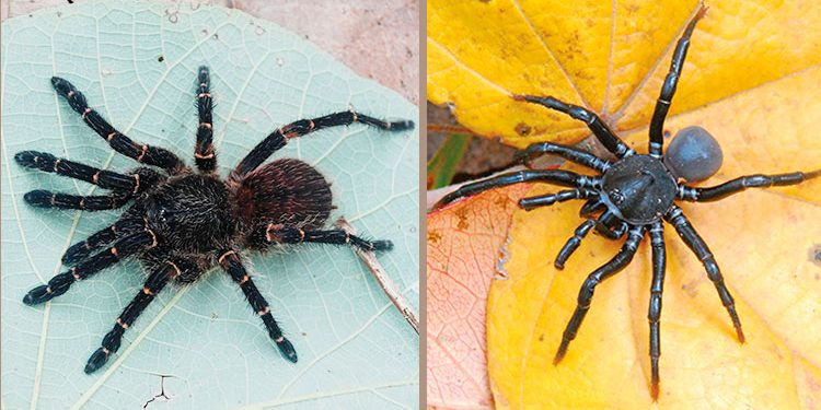 Descubren cuatro nuevas tarántulas en Bahía Solano, Chocó