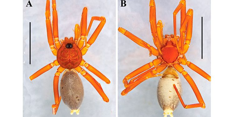 Chocó: una nueva especie de araña