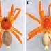Chocó: una nueva especie de araña