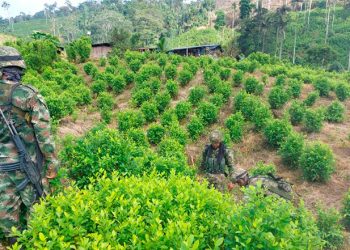 Semillero de coca en San José del Palmar, Chocó