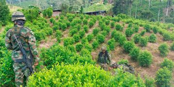 Semillero de coca en San José del Palmar, Chocó