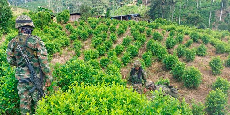 Semillero de coca en San José del Palmar, Chocó