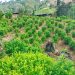 Semillero de coca en San José del Palmar, Chocó