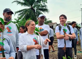 Siembran 2.500 plantas de mangle en Nuquí
