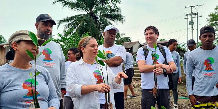 Siembran 2.500 plantas de mangle en Nuquí