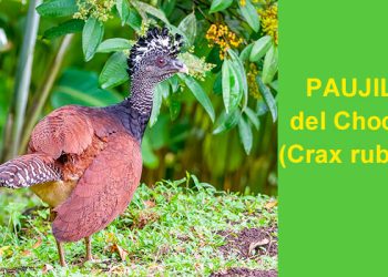 El Paujil del Chocó, especie vulnerable