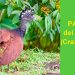 El Paujil del Chocó, especie vulnerable