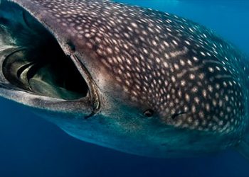Estudian el tiburón ballena en Bahía Solano
