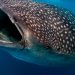 Estudian el tiburón ballena en Bahía Solano