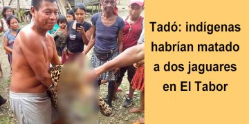Tadó: indígenas habrían matado a dos jaguares en El Tabor