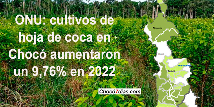 ONU: cultivos de hoja de coca en Chocó aumentaron un 9,76% en 2022