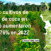 ONU: cultivos de hoja de coca en Chocó aumentaron un 9,76% en 2022