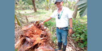 Bajo Baudó: control de plagas en cultivos de coco