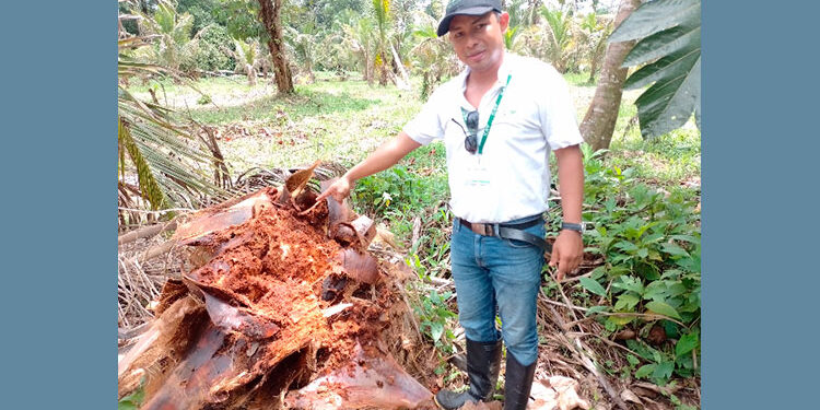 Bajo Baudó: control de plagas en cultivos de coco