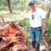 Bajo Baudó: control de plagas en cultivos de coco