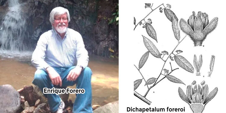 Murió el botánico Enrique Forero, investigador de la flora del Chocó