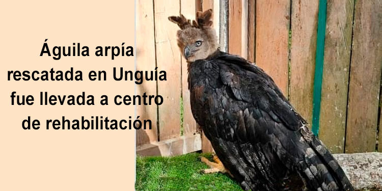 Águila arpía rescatada en Unguía fue llevada a centro de rehabilitación