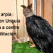 Águila arpía rescatada en Unguía fue llevada a centro de rehabilitación
