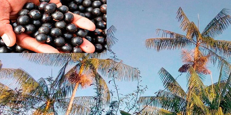 Chocó: protocolo para el aprovechamiento del naidí