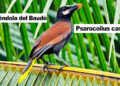 Oropéndola del Baudó, Chocó