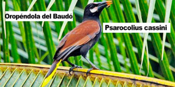 Oropéndola del Baudó, Chocó