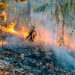 Provocar un incendio forestal es una infracción ambiental y un delito