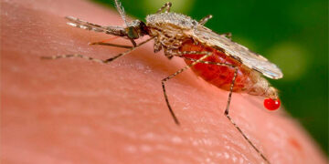 Se incrementa la malaria en el Chocó