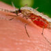 Se incrementa la malaria en el Chocó